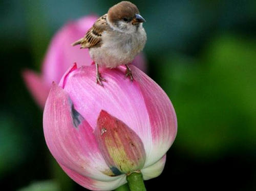 我听到了第二个。