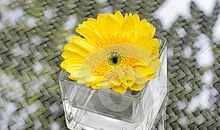 一朵开在星星上的花