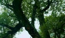 记忆里的香樟树