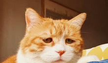 有种感觉叫喜悦