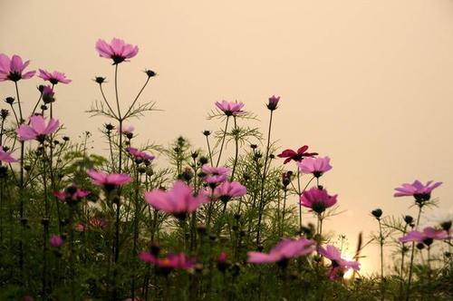 愉快的花朵，在感激之情