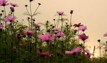 幸福之花，开在感恩枝头