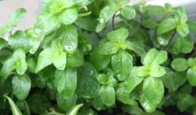 第一次养薄荷草