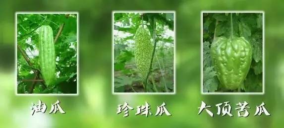 苦瓜研究组成