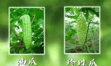 苦瓜研究作文