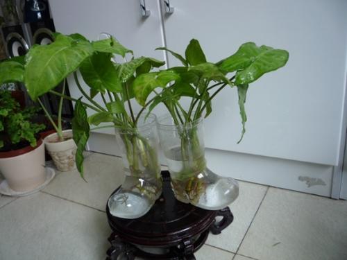 滴点