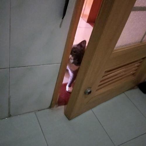 门，实际上是开放的