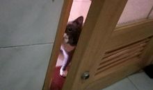 门，其实是开着的