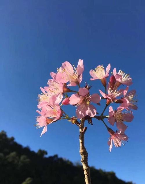 盛开的花很温暖