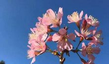 那一朵绽开的花叫温暖