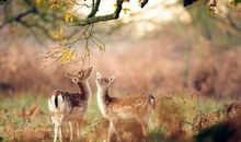 树林中的小精灵