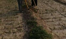 我在除草中成长