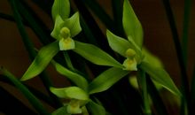 做一株孤芳自赏的海棠