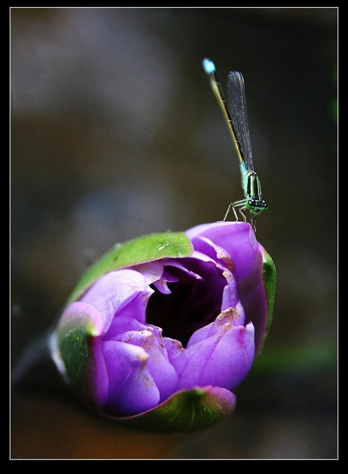 莲花爱