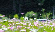 时光未语花已落