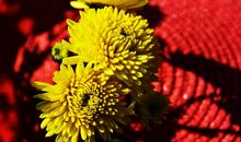 一颗良心的旅程