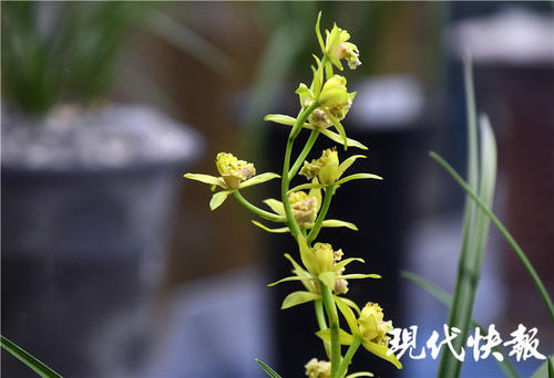 真正的美丽需要扭转香味