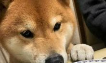 我是一颗不放弃梦的种子