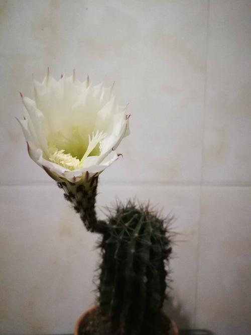 倾听小桃树的声音