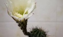 倾听小桃树的声音