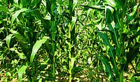 玉米地的考验