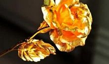 生命的卑微与高贵