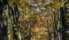 姥姥家的那片小树林