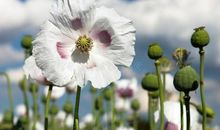 生命中花开的细节