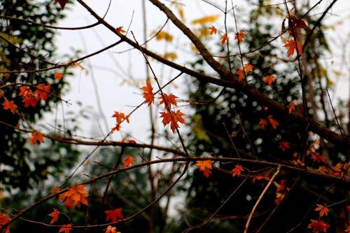 红色保护花