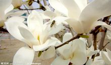 白玉兰我的最爱