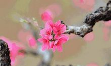 为了心中的花开