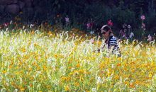 追梦中的小草也夺目