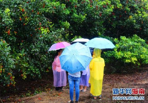 降雨果园