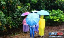 雨中游果园