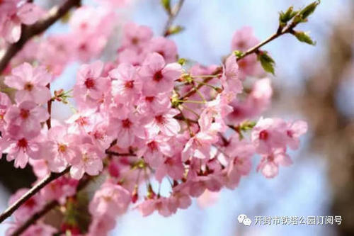 开花一个文明的花