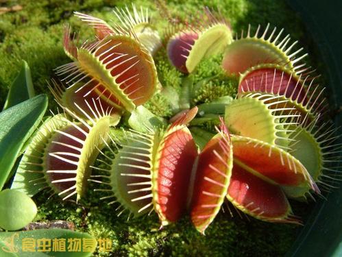 蚊子厂