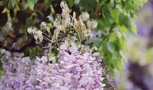 一缕花香飘在童年