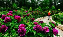 花开花落终有时——遇见，便是缘