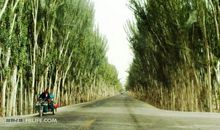 常青地上的黄土树