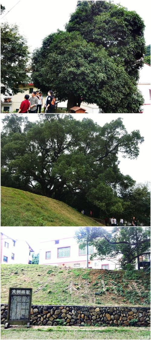 桂花，和我在一起