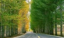 我喜欢那白杨树