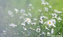 漫漫细雨系真情