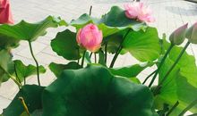 那年夏天的那些人