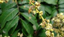 科技之花遍地开