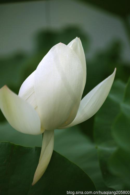 草药生命