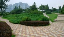 我爱我家小区的大花坛