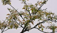 淡绿缀枝春含笑