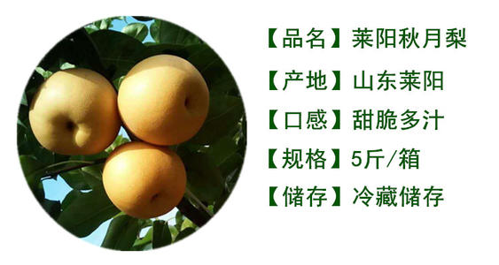 我爱我的家乡梨