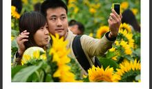 春游番禺百万葵园