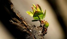 生命因坚守而美丽